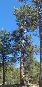 Ueli climbing the trees