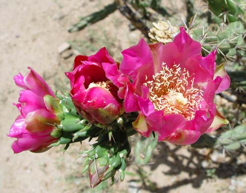 Cactus in bloom