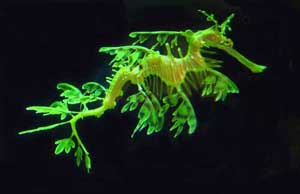 Sea Horse at aquarium