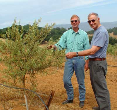 J�rg is explaining his Olive Plantation