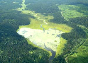 Lost Heart in the Wild