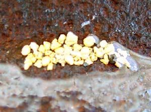 GOLD at the botom of the pan